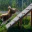 Koira nousemassa Agility A-Este rampilla ulkona.