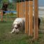 Koira radalla Agility Pujottelu Tolpat.