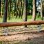 Tasapainoparru Natur tasapainopalkki metsässä